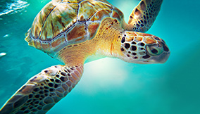 Tartaruga marinha em Costa Maya - Experiência de vida selvagem em cruzeiros